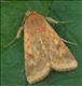 2400 (73.076) Scarce Bordered Straw